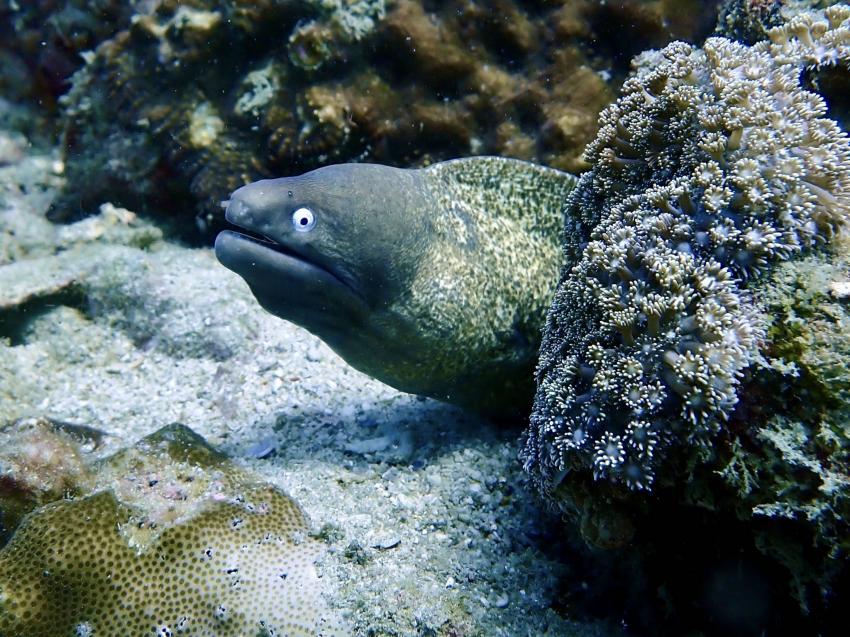 Aloha Diving, Rawai, Phuket, Thailand, Andamanensee