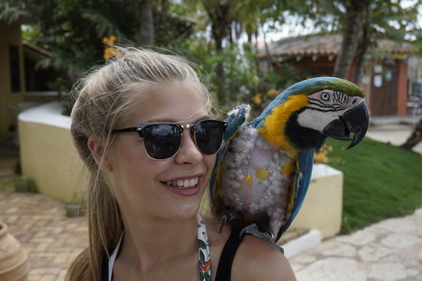 Der hauseigene Papagei, Curacao Divers (Sun Reef Village), Sint Michiel, Niederländische Antillen, Curaçao