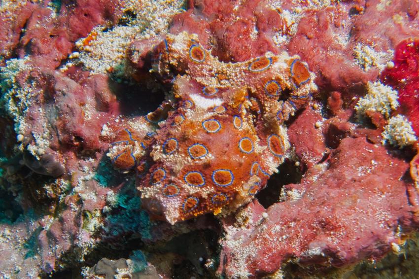 Nico Dives Cool, Indonesien, Bali