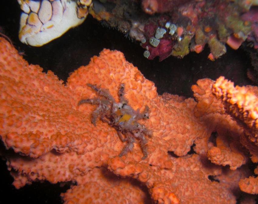 Unterwasserwelt von Bunaken