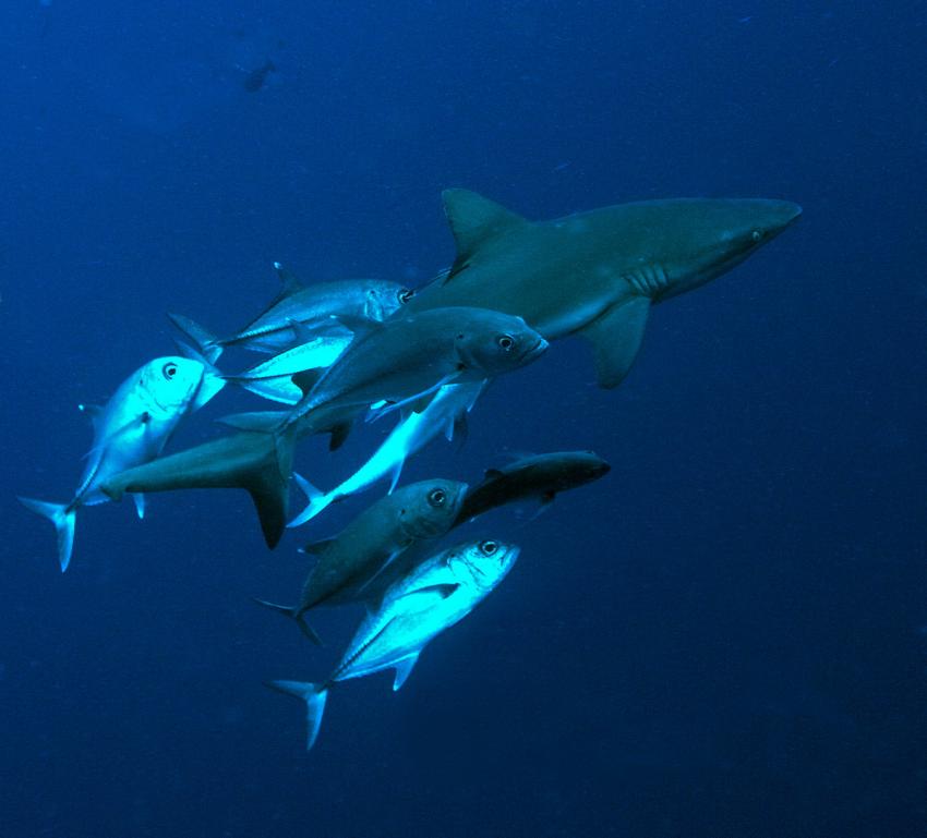 Shark City, Palau, Shark City, Palau