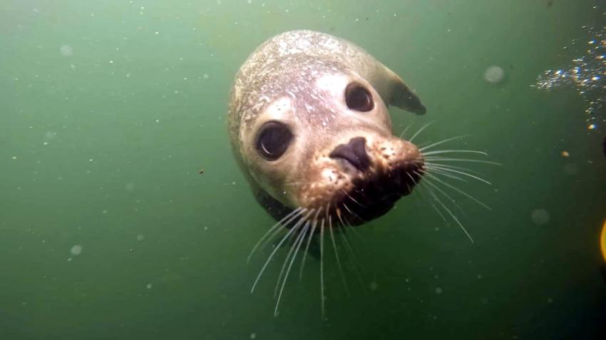 Hello :-) , Tauchschule 'baltic-diver-circle' Rostock / Rügen, Deutschland, Mecklenburg-Vorpommern