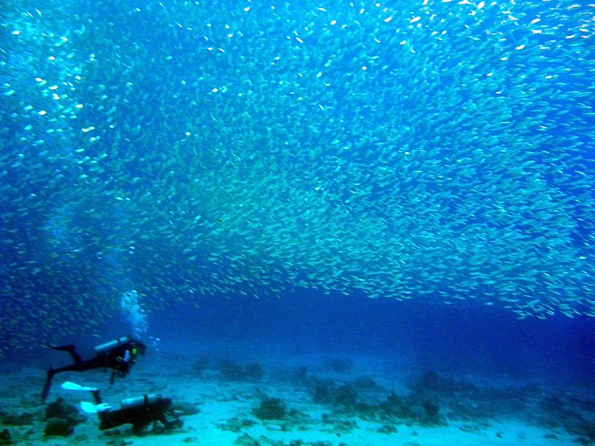 Dive'n Curacao, Niederländische Antillen, Curaçao