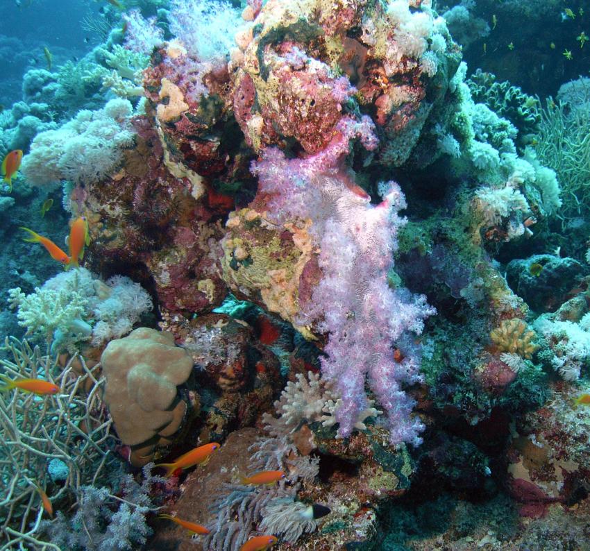 Safaga 01/2011 Teil 3, Safaga - allgemein,Ägypten