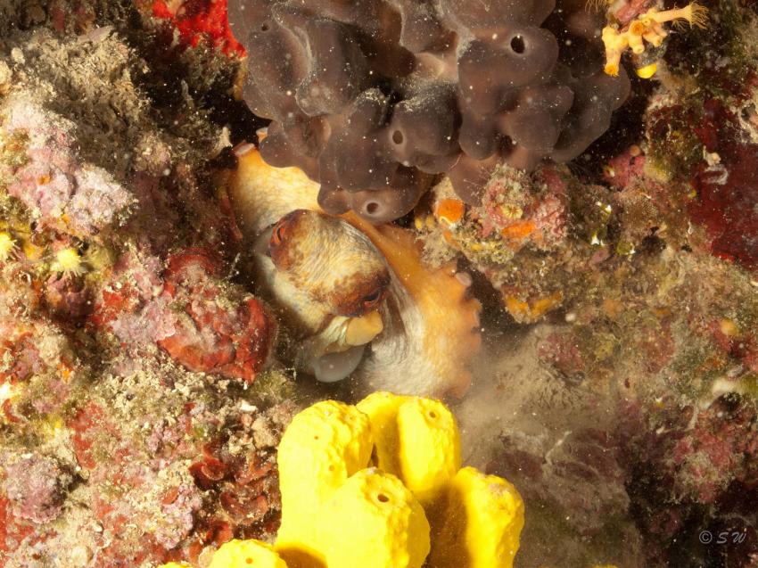 Octopus, Oktopus, Styria Guenis Diving Center, DIE Tauchbasis auf der Insel Krk, DIE Tauchbasis auf der Insel Krk, Styria Guenis Diving Center, Kroatien