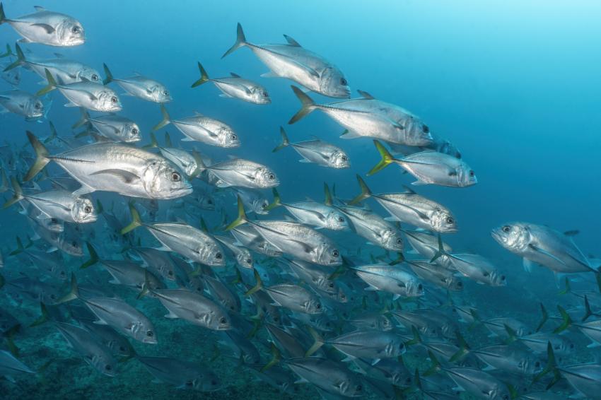 Eco Dive School Cabo Verde, Sal, Kap Verde