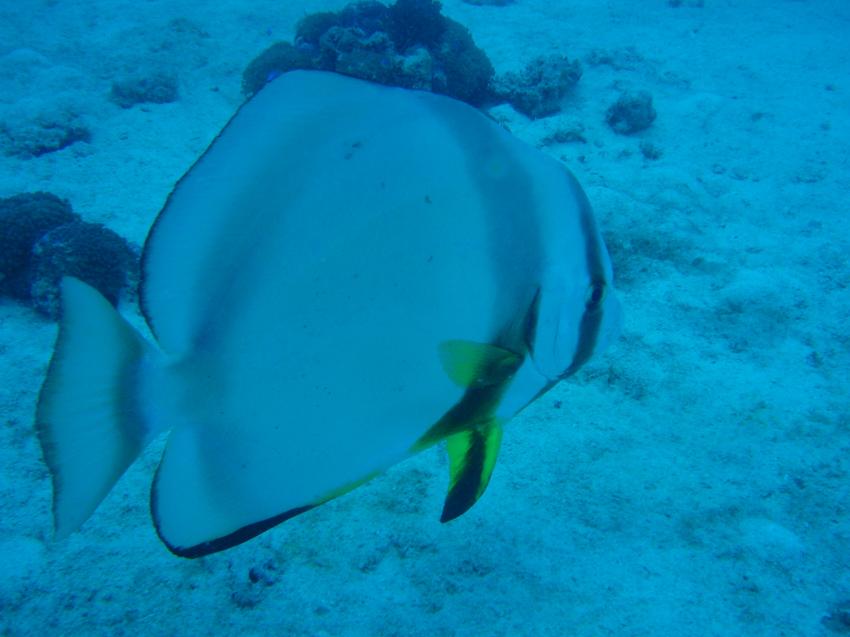 Mahe,Beau Vallon -Ocean Dream Divers, Mahé,Seychellen