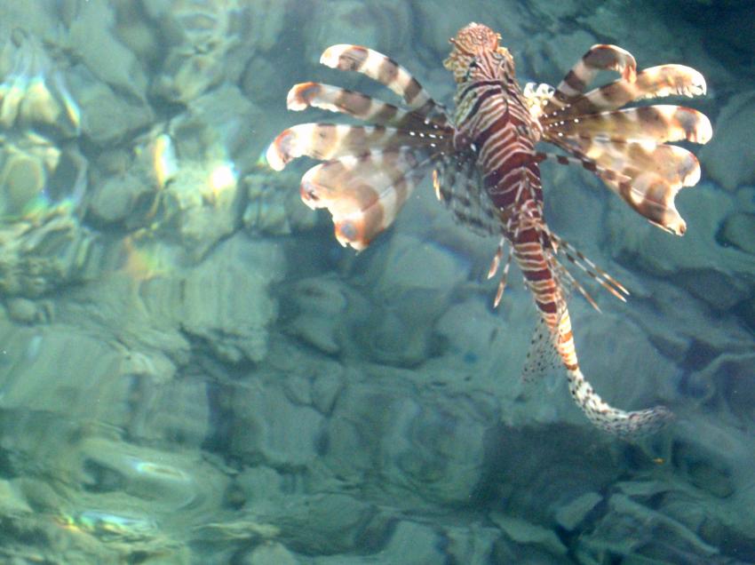 Hausriff Aldiana Makadi Bay, Makadi Bay,Ägypten