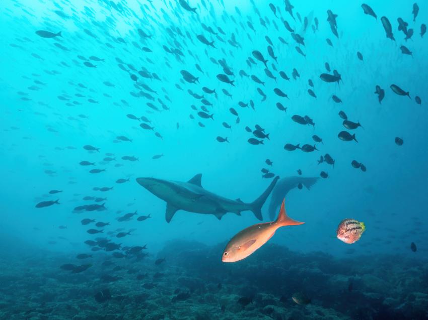 Aquaventures Dive Center, Ecuador, Galapagos