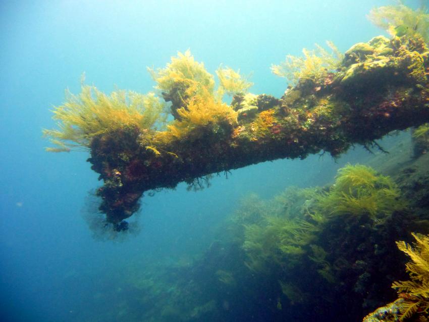 Korallen und Wrack der Liberty, Liberty Wreck,Tulamben,Indonesien