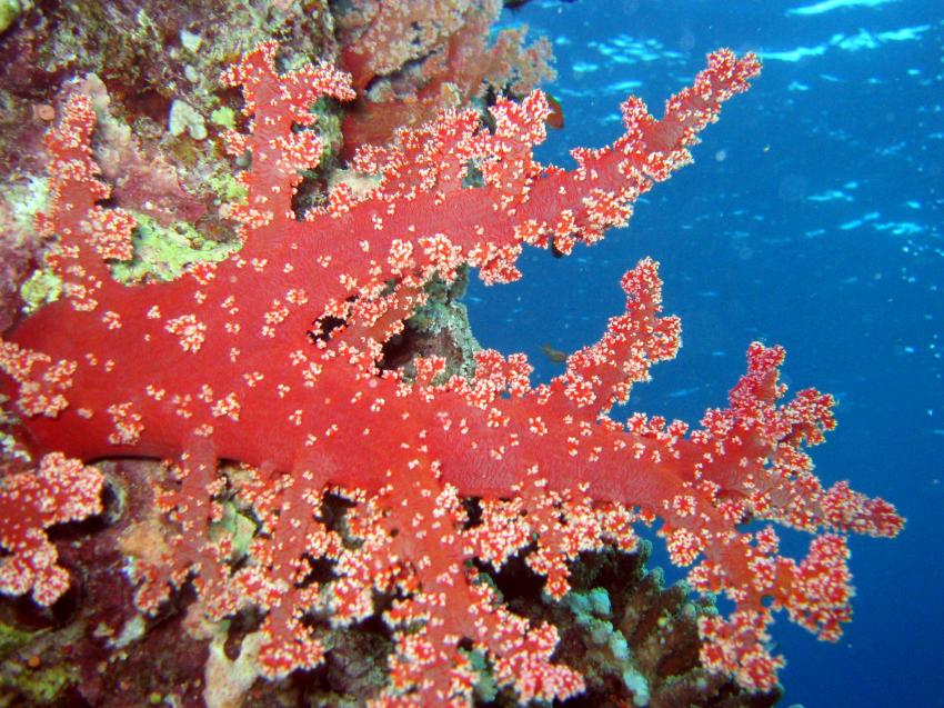 St. John´s Reef, St. John´s Reef,Ägypten,Weichkoralle