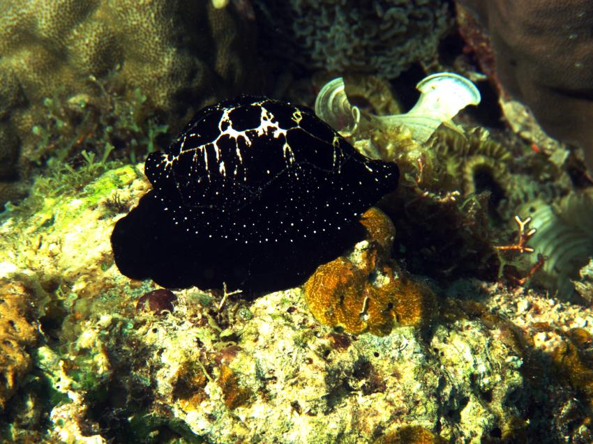 Hambillica, House Reef, Siquijor,Philippinen