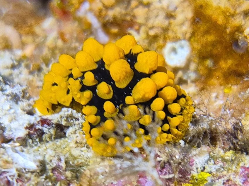 Nudy, DivePoint Rannalhi, Malediven