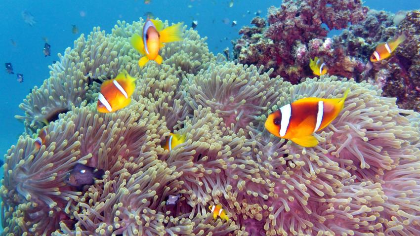 M/Y Independence II, Ägypten