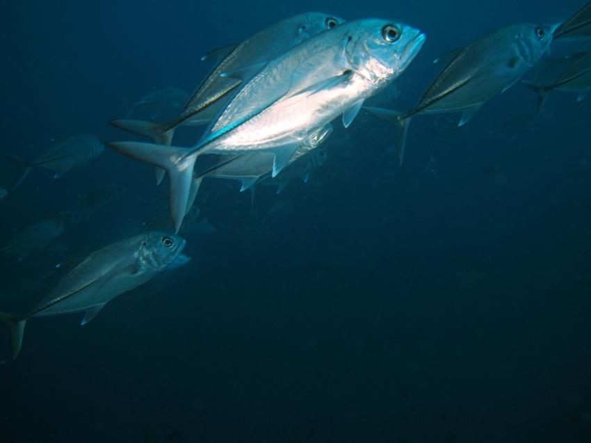 Haie und andere Fische, Ari Atoll Bathala,Malediven