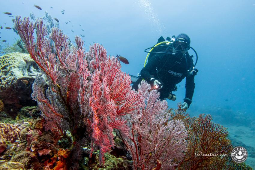 No Fear Diving, Amed, Indonesien, Bali