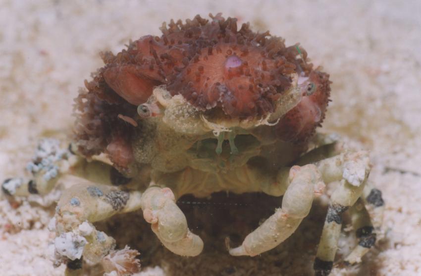 Biuton Beach Resort, Bitoun Beach Resort Hausriff,Philippinen,krabbe