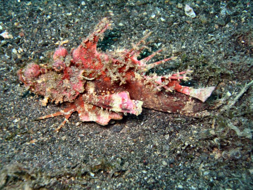 Divers Lodge Lembeh, Sulawesi