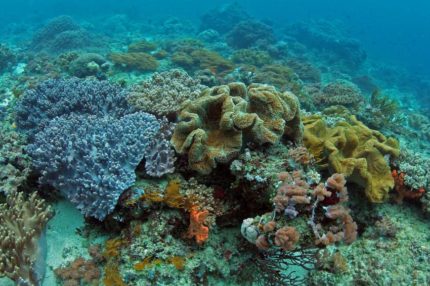 Pulau(= Insel) Sahaung (Bangka Archipel), Pulau Sahaung,Indonesien,Korallenvielfalt