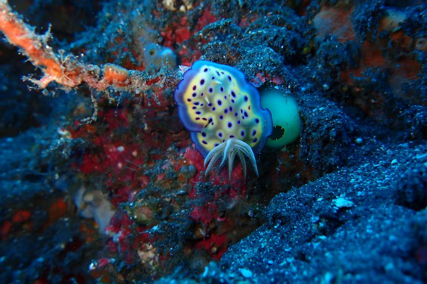 Nacktschnecke / Nudibranch, nudibranch, Nacktschnecke, Bali, Indonesien, Blue Corner Dive, Lembongan