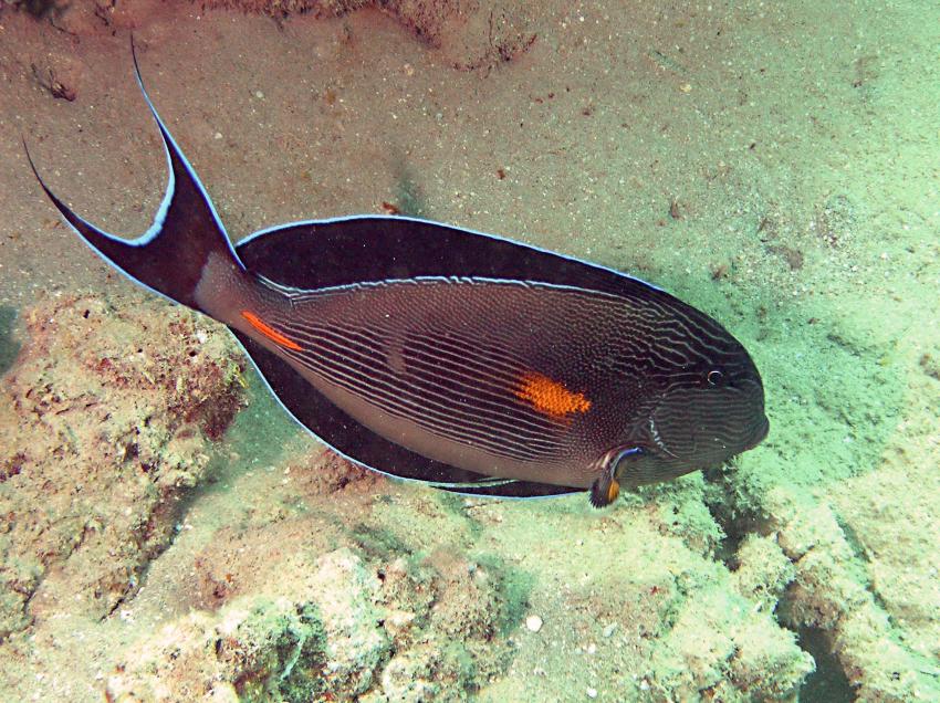 Brayka Bay, Brayka Bay,Ägypten