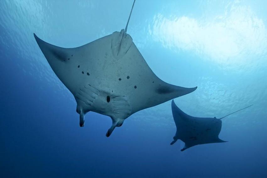 Manta ray, Aquaventure, Addu-Atoll, Malediven