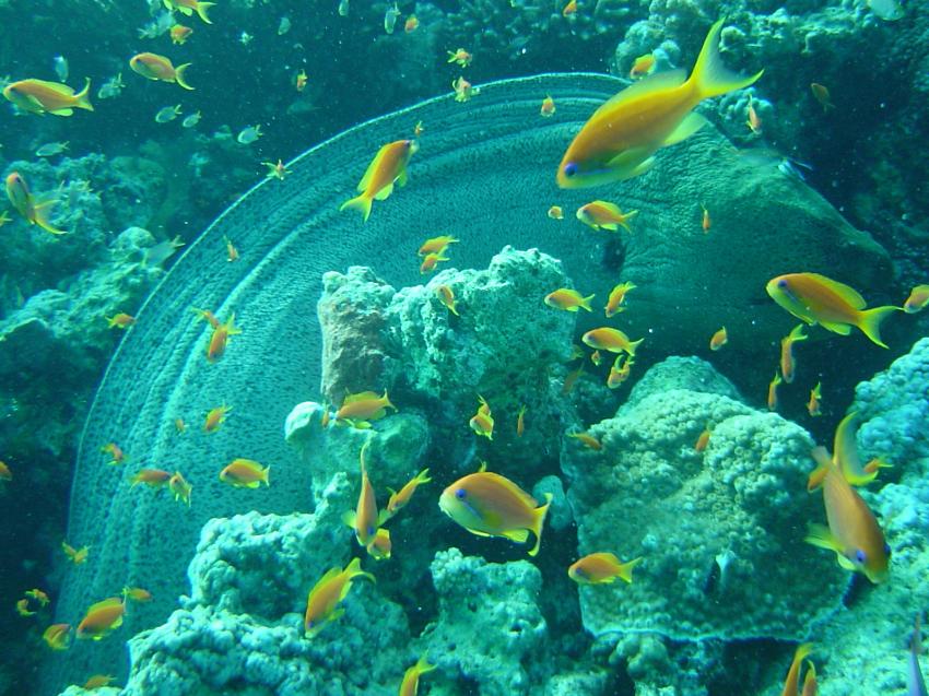 Safaga, Safaga - allgemein,Ägypten