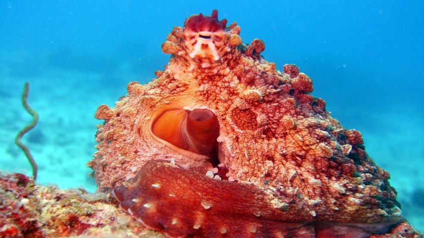 Octopus at Mnemba Atoll Marine Park, Tintenfisch, krake, octopus, Fun Divers Zanzibar, Nungwi, Tansania