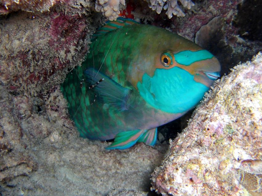 unter wasser im addu atoll, Gan,Malediven,Papageienfisch,Putzerstation,Garnele