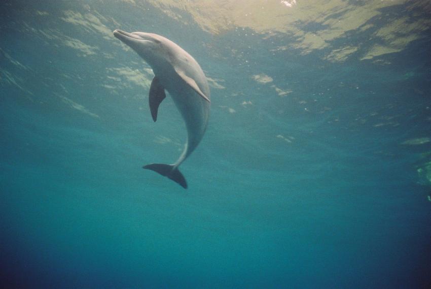 Mikurajima, Mikurajima,Japan,Delfin,Cetacea