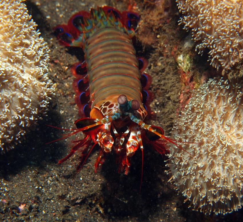 Bali allgemein, Bali,Indonesien,Fangschrecken,Heuschreckenkrebs (Stomatopoda)