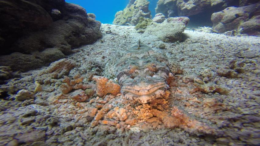 Teppich-Krokodilfisch, Extra Divers El Quseir, Mövenpick Resort, Ägypten, El Quseir bis Port Ghalib
