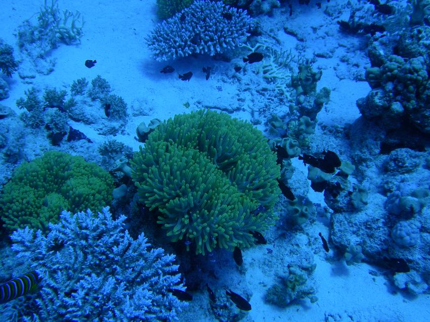 Shaab Samadai East, Dolphin House (Sha´ab Samadai),Marsa Alam,Ägypten