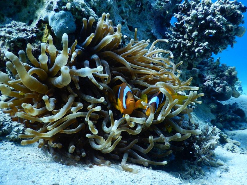 Nemo, Scuba World Divers Makadi Bay, Ägypten, Hurghada