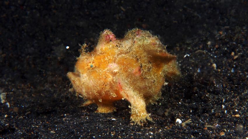 Frogfishmania Part 3, Lembeh Strait,Nord Sulawesi,Indonesien