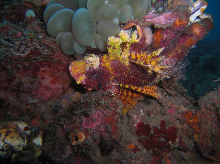 Lembeh unter Wasser, Lembeh Strait,Nord Sulawesi,Indonesien,Skorpionsfisch,Drachenkopf