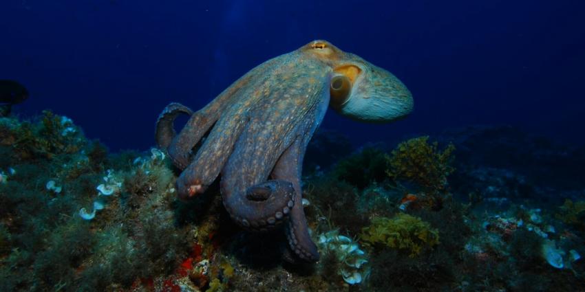 Tintenfisch, Oktopus, Scubanana Islas Canarias, Teneriffa, Spanien, Kanarische Inseln