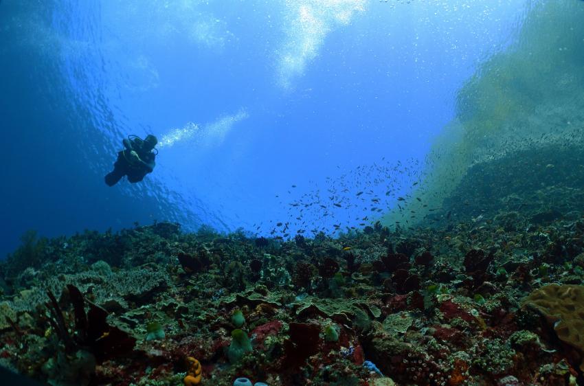 Alor Eco Divers, Pantar, Alor, Indonesien, Allgemein