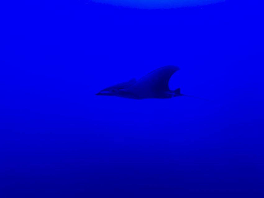 Mobula, Sub-Tropic Adventures, Jamestown - St.Helena, St. Helena, Ascension und Tristan da Cunha