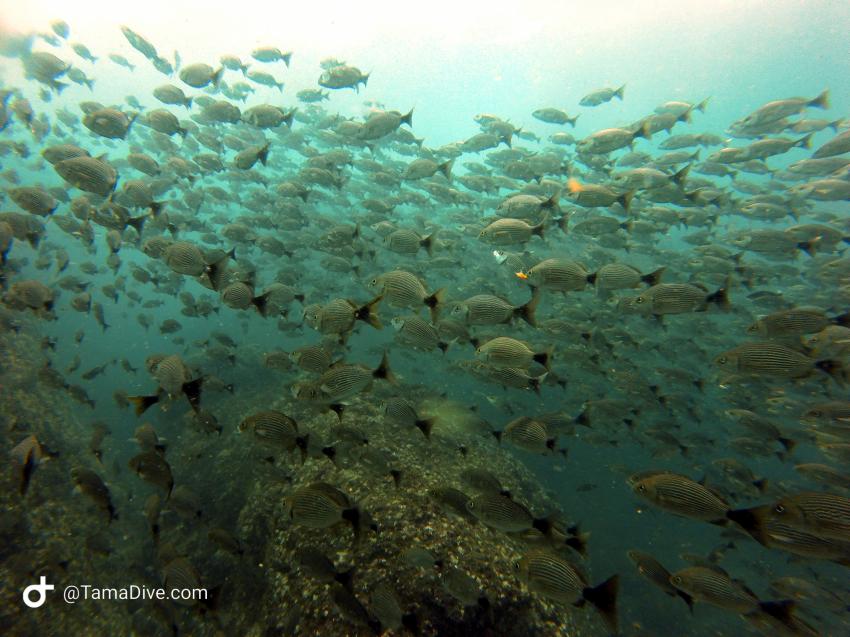 Schooling grunts, TamaDive Dive School, Tamarindo, Costa Rica