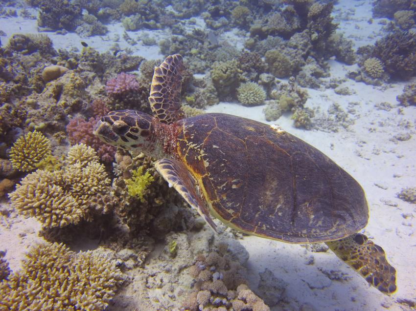 Fanadir Island, Fanadir Island,Ägypten