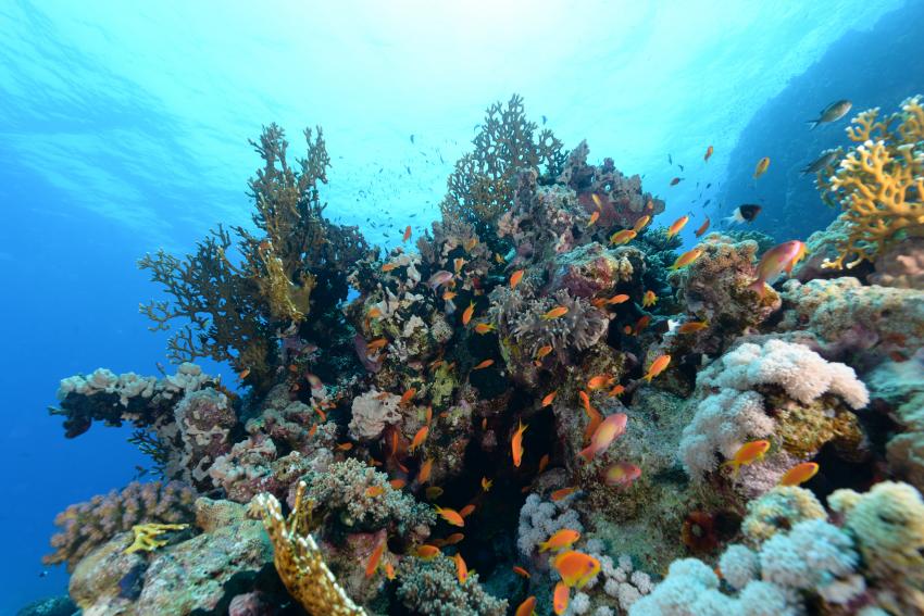 Scuba World Divers Soma Bay_13, Tauchen Ägypten Soma Bay, Scuba World Divers Soma Bay, Caribbean World Resort, Ägypten, Safaga