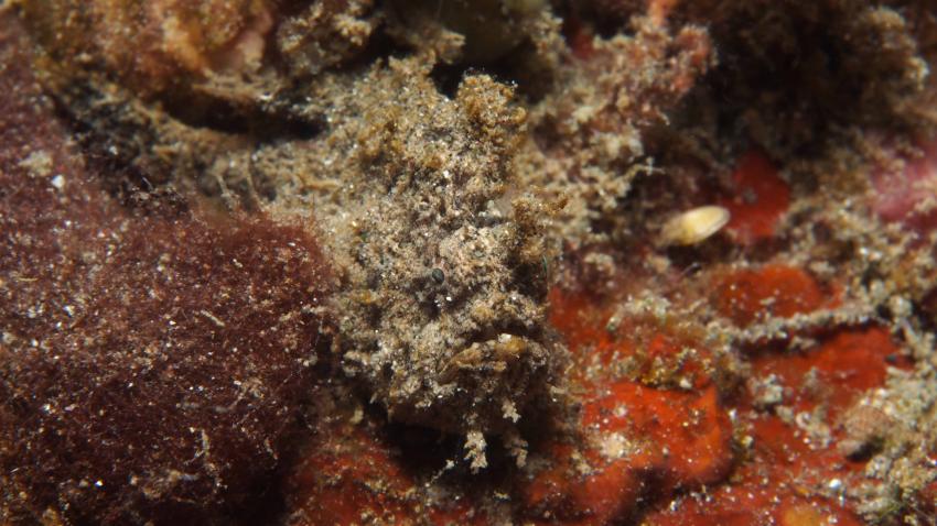 Frogfishmania - never stops at Lembeh, Lembeh Strait,Nord Sulawesi,Indonesien