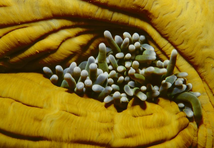 Komodo, Orca Dive Club Labuan Bajo Flores,Allgemein,Indonesien,Schöne Anemone