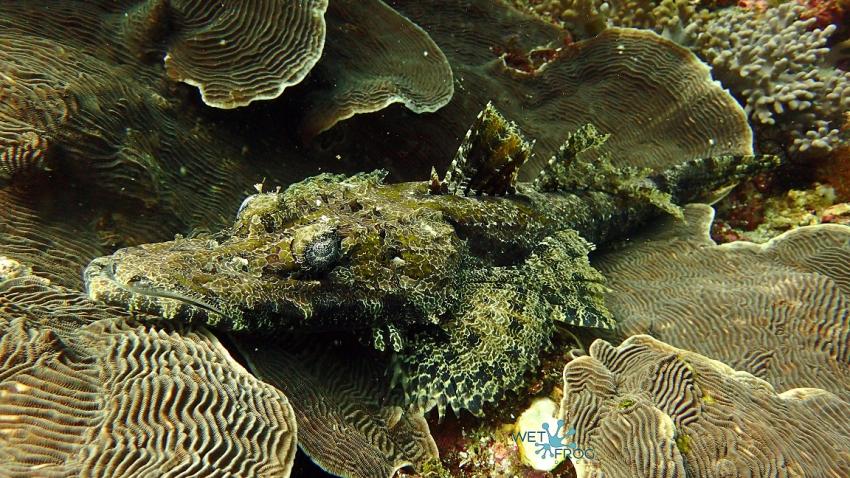 Wet Frog Divers - Komodo, Indonesien, Allgemein