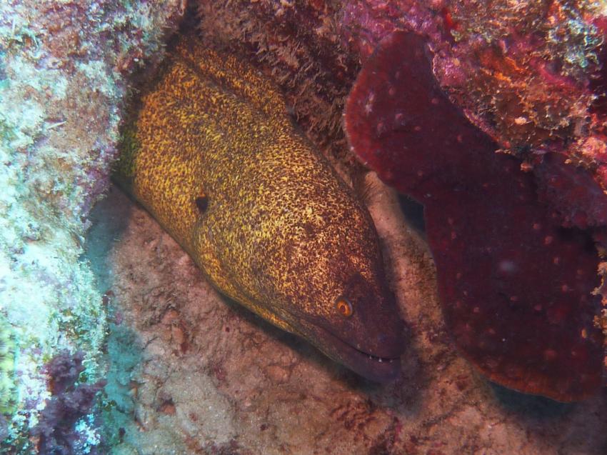 Maritim Crystals Diving Centre , Mauritius