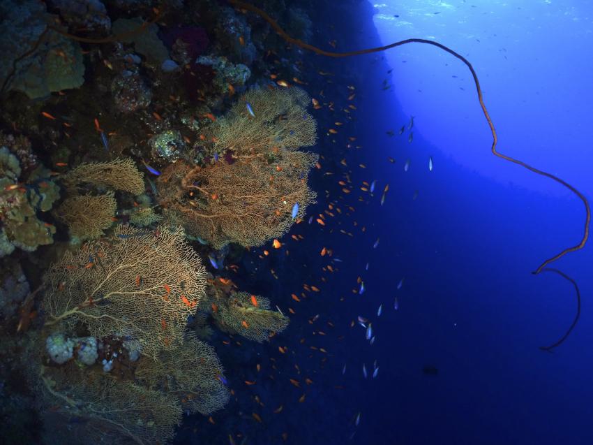 Blue Ocean Diving Center, Abu Dabbab, Ägypten, Marsa Alam und südlich