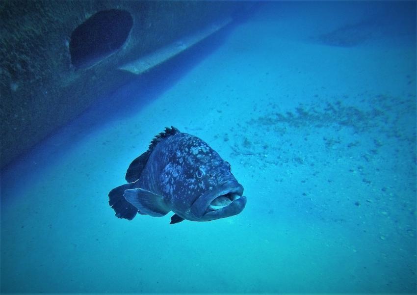 big guy, Rhea Divers, Porto Santo, Madeira, Portugal, Madeira