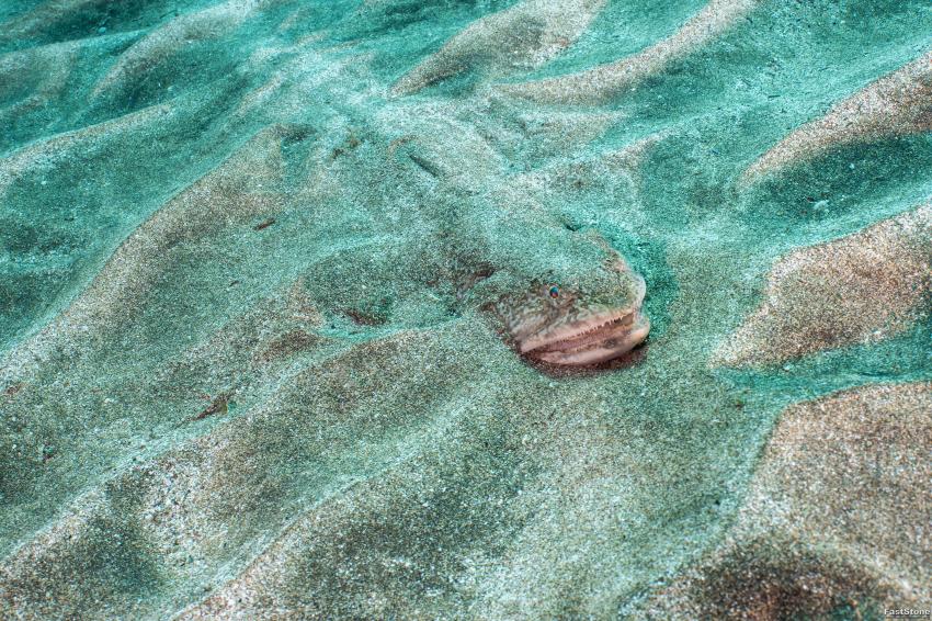 Eidechsenfisch, Zeus Dive Center, Playa del Ingles, Gran Canaria, Spanien, Kanaren (Kanarische Inseln)