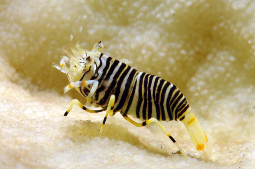 Diverse Tauchplätze. Unterkunft/Tauchschule Bastianos Resort, Lembeh, Lembeh Strait,Nord Sulawesi,Indonesien,Hummel-Garnele